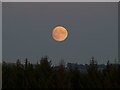 SY9687 : Moonrise over Saltern's Copse by Graham Hogg
