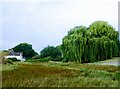 Weeping willow between Upper Brents and Front Brents, Faversham