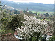 SO5834 : Common Hill blossom by David M Clark