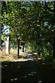 Foss Islands Path and clocktower