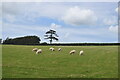 Sheep in a field (view from the path)