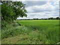 Barley field near Beechfeidl House