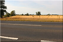 TF5218 : Field by Lynn Road, Terrington St Clement by David Howard