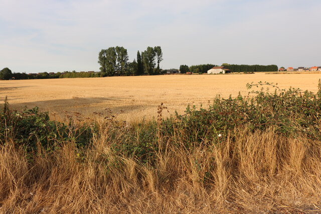 Field by Lynn Road, Walpole Cross Keys