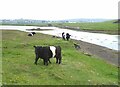 Belted Galloway cattle