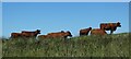 NM7409 : Luing - A small herd of Luing cattle on a ridge by Rob Farrow