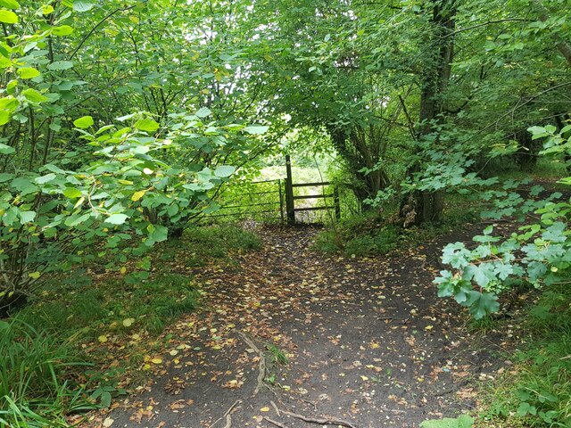 Footpath in Tiddesley Wood