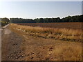 Field beside the footpath