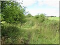 Overgrown lane, Thorntonhall