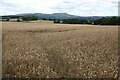 SO6784 : Wheat field and Clee Hill by Philip Halling