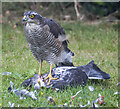 Sparrowhawk, Bangor