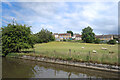 Urban Sheep by the Canal