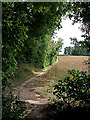 Rape field on Wrottesley Old Park in Staffordshire