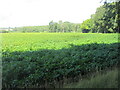 Potato field north of Farnell