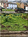 ST3390 : Daffodils on grass in the centre of Caerleon by Jaggery
