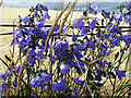 Bluebells (Campanula rotundifolia)