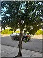 Tree on Finchley Road, Temple Fortune