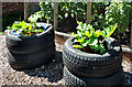 Rhubarb pots in Carrick Community Food Garden