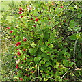 Honeysuckle fruits by the roadside