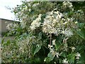 Wild clematis, or Traveller