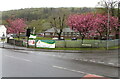 Pink blossom, Cadoxton-juxta-Neath