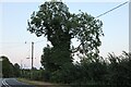 Tree on Horton Road