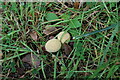 NT1887 : Fungi on path by Bill Kasman