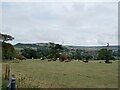 Cattle at Appuldurcombe