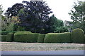 Topiary on High Street, Stoke Goldington