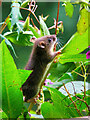 Small Rodent by the Wear Riverbank at Durham