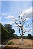 TM3559 : Dead tree beside Tinker Brook by Trevor Harris