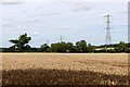 Wheat field near Kingswood Common in Staffordshire