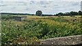 River Poulter below Norton