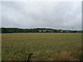 Grassland towards Weald Brook