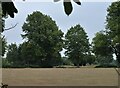 Parched grassland off Coxtie Green Road