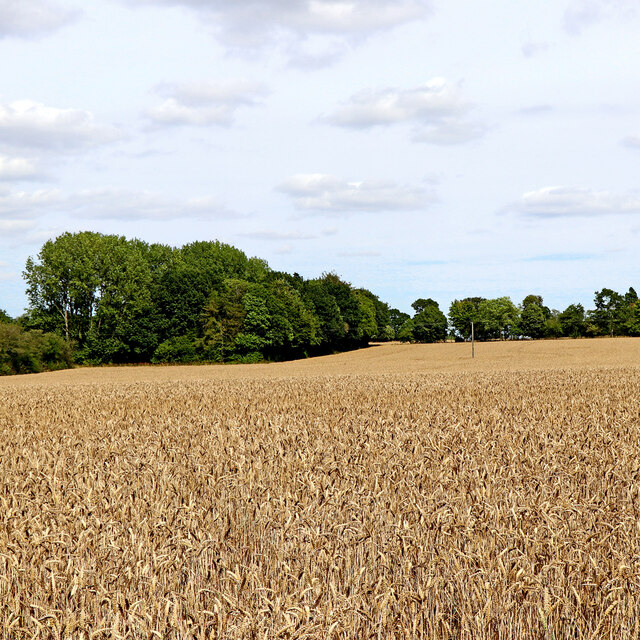 Staffordshire wheat field and woodland... © Roger Kidd :: Geograph ...