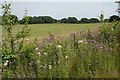 Field and hedgerow at Bodymoor Heath