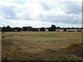 Stubble Field off Essex Regiment Way