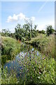 Knapweed by the Delf Burn