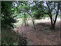 Ditch along the edge of the churchyard, Chadshunt