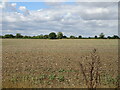 Field off School Road, Bartholomew Green