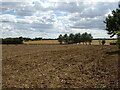 TL8021 : Field off Links Road, Perry Green by JThomas