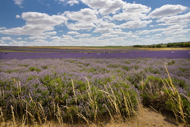 Cadwell Farm Lavender Fields