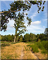 Track near Tunstall Forest