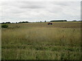 Preparing the field, Horbling Fen