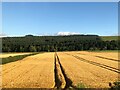 Farmland beside river South Tyne