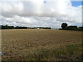 Stubble field near Orsett Fruit Farm