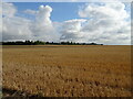 Stubble field off Orsett Road