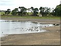 NY9776 : Geese on Hallington East Reservoir by Oliver Dixon