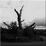 SP1682 : Veteran sweet chestnut tree, Elmdon Park by A J Paxton